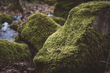 An einem kleinen Bach im Schwarzald mit moosigen Steinen