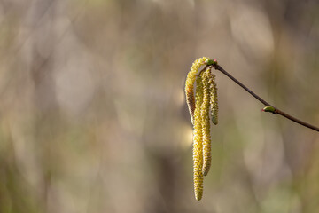 Closeup of hazelnut flower during springtime which are strongly allergic due to pollen in the air