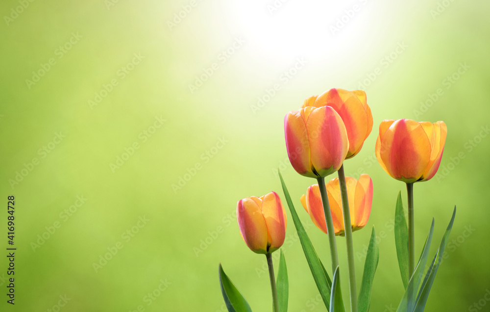 Wall mural Nature Spring Background with Tulip Flowers