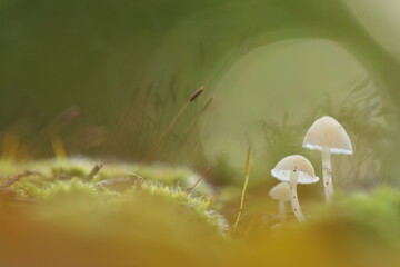 Groupe de champignons sur de la mousse