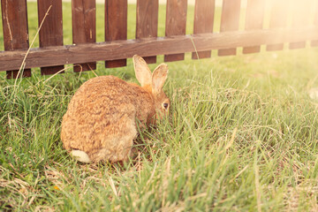 Rabbit grazing on green meadow.High quality photo.