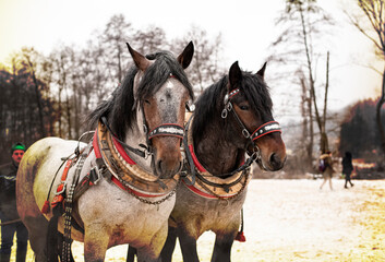 Naklejka na ściany i meble Two draft horses in full harness.High quality photo.