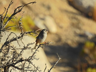 A white-crowned sparrow perched in a shrub in the Inyo National Forest, Sierra Nevada Mountains, California. 