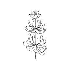 Honeysuckle branch with buds, drawing in black outline.Vector illustration for design, directory,  postcards, manual, invitations, posters.