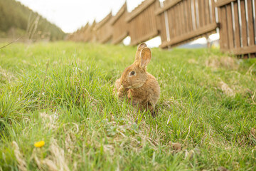 Rabbit grazing on green meadow.High quality photo