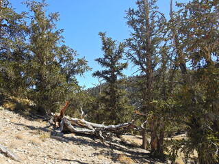 Ancient Bristlecone Pines in the White Mountains, Inyo National Forest, California.