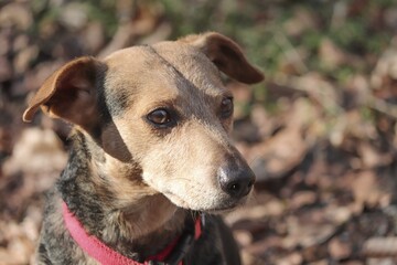 Portrait eines braunen Mischlingshund