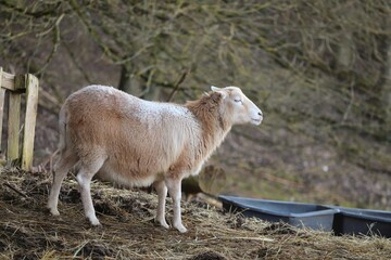 Obraz premium helles Schaf auf der Winterweide