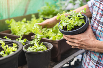 Asian man gardener checking organic salad plant in plastic plant pot, Vegetable gardening at home,...