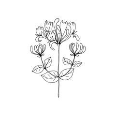 Honeysuckle inflorescence branch with leaves and buds. Black line art on white background. 