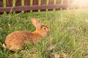 Rabbit grazing on green meadow.High quality photo.