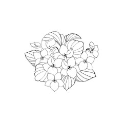 Drawing sketch in black outline with white fill a bouquet of violets. Black line art on white background. 