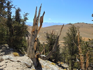  Ancient Bristlecone Pines in the White Mountains, Inyo National Forest, California.