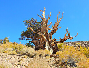  Ancient Bristlecone Pines in the White Mountains, Inyo National Forest, California.