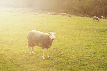 Flock of sheep grazing the green field