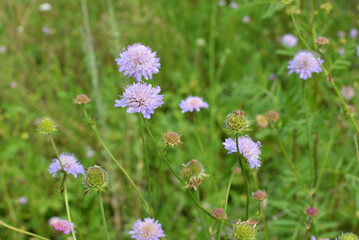 In nature, Knautia arvensis grows among grasses