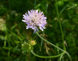 In nature, Knautia arvensis grows among grasses