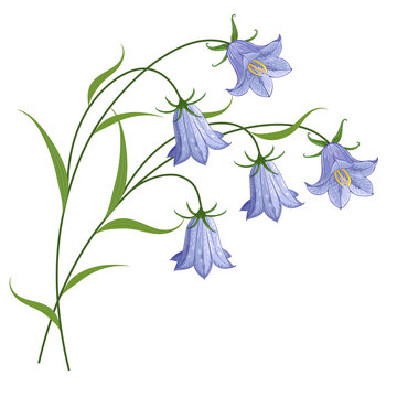 Flowers bells on the stem. Vector drawing.