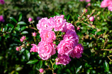 Fototapeta premium Many large and delicate vivid pink roses in full bloom in a summer garden, in direct sunlight, with blurred green leaves in the background.
