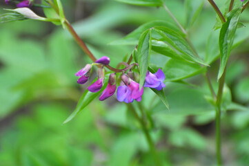 Lathyrus vernus blooms in spring in the forest