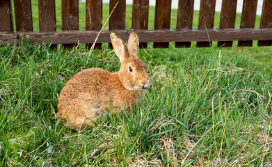 Rabbit grazing on green meadow.High quality photo.