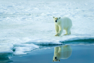 Polar bears in the arctic, Svalbard. 