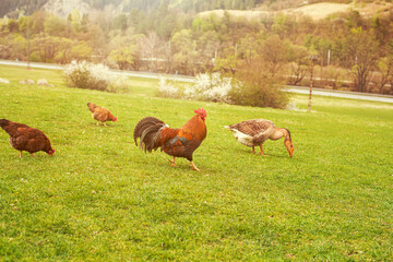 Poultry grazing on the green field during springtime.