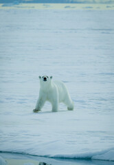 Obraz na płótnie Canvas Polar bears in the arctic, Svalbard. 