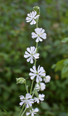 Silene dichotoma blooms in nature among grasses