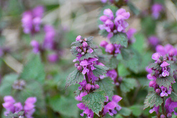 Obraz premium It blooms in nature deaf nettle purple (Lamium purpureum)