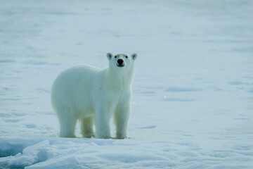 Naklejka na ściany i meble Polar bears in the arctic, Svalbard. 