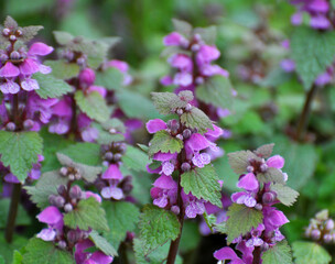 It blooms in nature deaf nettle purple (Lamium purpureum)