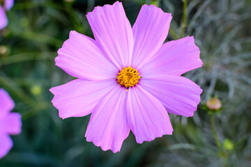 Obraz premium One delicate vivid pink flower of Cosmos plant in a British cottage style garden in a sunny summer day, beautiful outdoor floral background photographed with soft focus.