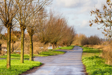 Landscape with a lane surrounded by willows in in Reeuwijk Holland