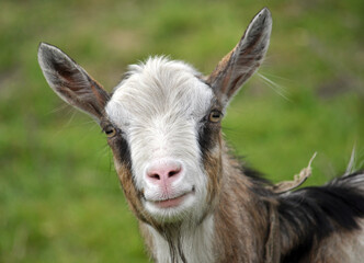 Domestic goat in the village yard