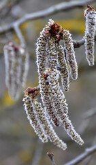 In spring, aspen blooms in nature (Populus tremula, Populus pseudotremula)