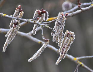 In spring, aspen blooms in nature (Populus tremula, Populus pseudotremula)