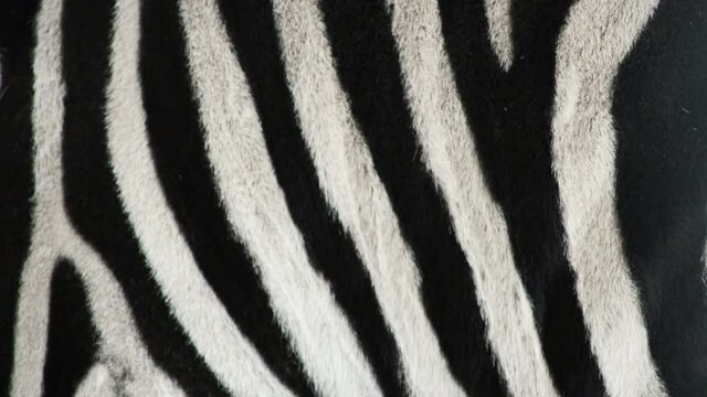 beautiful zebra skin