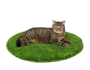 A beige cat is lying on a green round rug. White background. Isolated.
