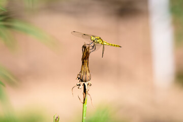 One small yellow dragonfly with blurred background in a garden in a sunny summer day.