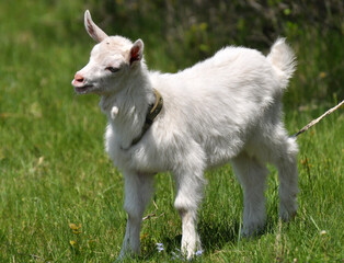 Fototapeta premium Domestic goat in the village yard
