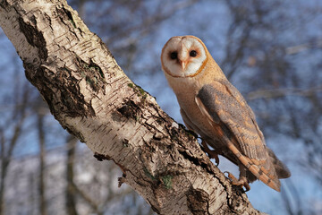 schleiereule, tyto alba, klettert eine birke hinauf, hintergrund blauer himmel