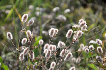 In the meadow among the grass grows trifolium arvense