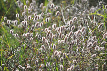 In the meadow among the grass grows trifolium arvense