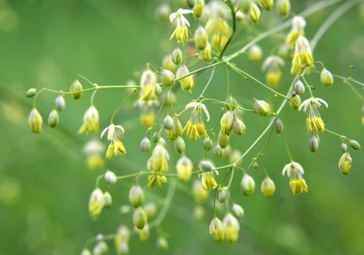 Thalictrum blooms in nature among herbs