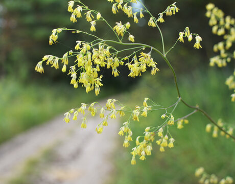 Thalictrum blooms in nature among herbs