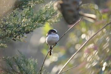 white breasted nuthatch