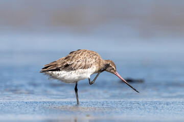 Bar-tailed godwit - Limosa lapponica