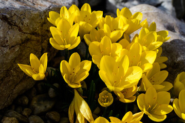 Obraz na płótnie Canvas Close up of many vivid yellow crocus spring flowers in full bloom in a garden in a sunny day, beautiful outdoor floral background photographed with soft focus.
