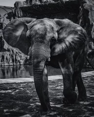 Foto op Aluminium Elefante africano en blanco y negro © Ángel Márquez